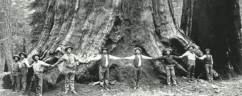 General-Noble-a-giant-sequoia-tree-in-Converse-Basin-Grove-holdinghands-1892 public domain-min